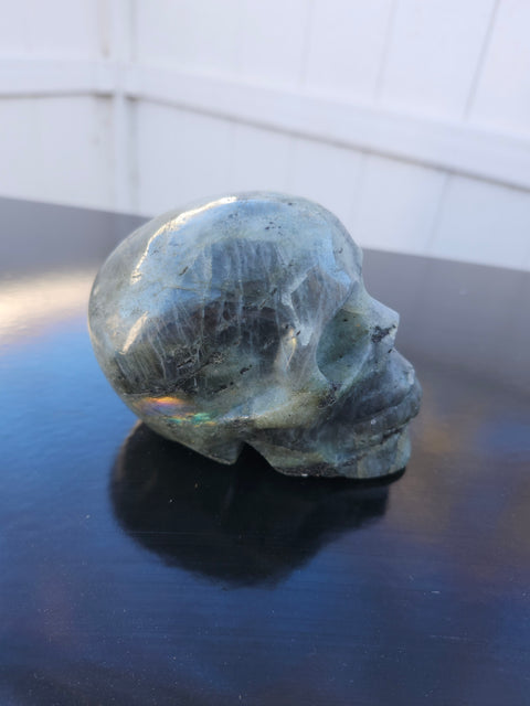 Labrodite skull