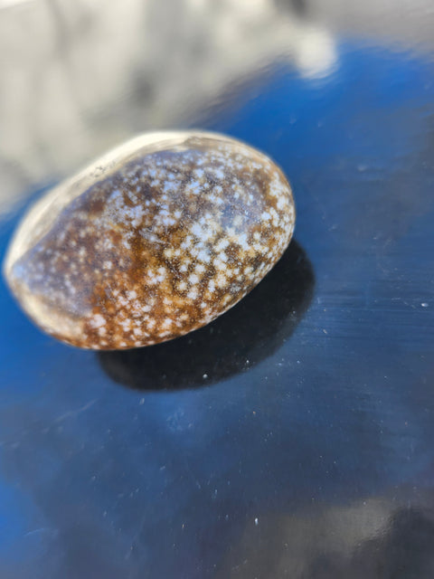 Ocean jasper palm stone