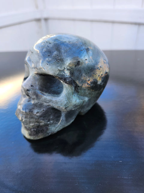 Labrodite skull